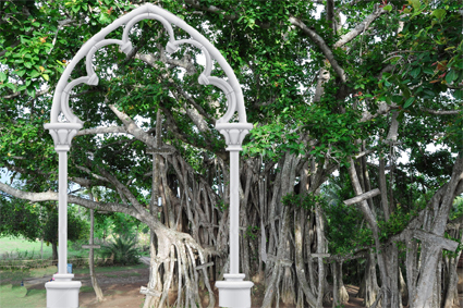 Banyan